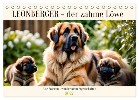 Leonberger - der zahme Löwe (Tischkalender 2027 DIN A5 quer), CALVENDO Monatskalender