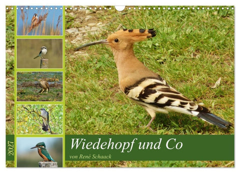 Wiedehopf und Co - von René Schaack (Wandkalender 2027 DIN A3 quer), CALVENDO Monatskalender