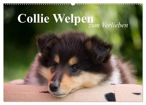 Collie Welpen zum Verlieben (Wandkalender 2027 DIN A2 quer), CALVENDO Monatskalender