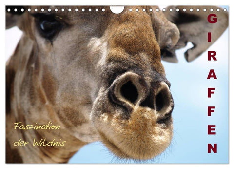 Giraffen - Faszination der Wildnis (Wandkalender 2027 DIN A4 quer), CALVENDO Monatskalender