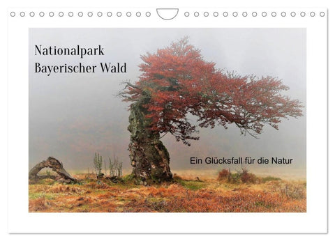 Ein Glücksfall für die Natur- Nationalpark Bayerischer Wald (Wandkalender 2027 DIN A4 quer), CALVENDO Monatskalender