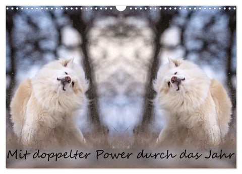 Mit doppelter Power durch das Jahr (Wandkalender 2026 DIN A3 quer), CALVENDO Monatskalender