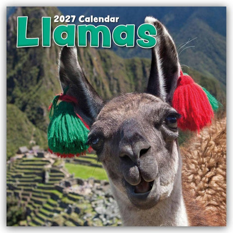 Llamas – Lamas 2027 – 16-Monatskalender