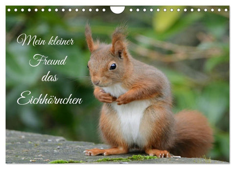 Mein kleiner Freund das Eichhörnchen (Wandkalender 2027 DIN A4 quer), CALVENDO Monatskalender