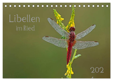 Libellen im Ried (Tischkalender 2026 DIN A5 quer), CALVENDO Monatskalender
