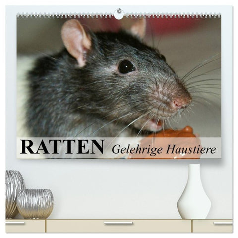 Ratten - Gelehrige Haustiere (hochwertiger Premium Wandkalender 2026 DIN A2 quer), Kunstdruck in Hochglanz