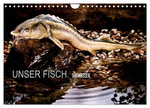 UNSER FISCH. SÜßWASSER. (Wandkalender 2026 DIN A4 quer), CALVENDO Monatskalender
