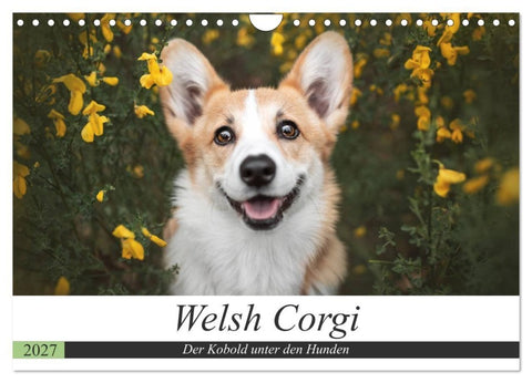 Welsh Corgi - Der Kobold unter den Hunden (Wandkalender 2027 DIN A4 quer), CALVENDO Monatskalender