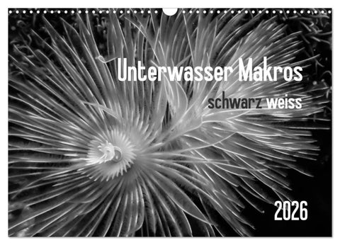 Unterwasser Makros - schwarz weiss 2026 (Wandkalender 2026 DIN A3 quer), CALVENDO Monatskalender