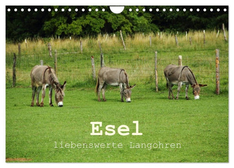 Esel - liebenswerte Langohren (Wandkalender 2027 DIN A4 quer), CALVENDO Monatskalender
