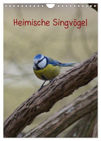 Heimische Singvögel (Wandkalender 2026 DIN A4 hoch), CALVENDO Monatskalender