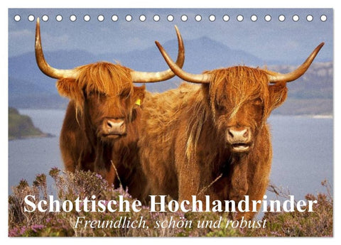 Schottische Hochlandrinder. Freundlich, schön und robust (Tischkalender 2026 DIN A5 quer), CALVENDO Monatskalender