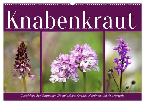 Knabenkraut (Wandkalender 2027 DIN A2 quer), CALVENDO Monatskalender