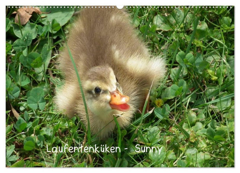 Laufentenküken - Sunny (Wandkalender 2027 DIN A2 quer), CALVENDO Monatskalender