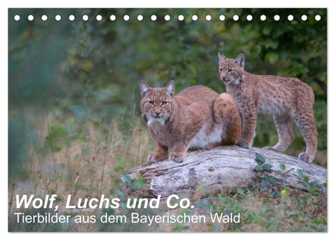 Wolf, Luchs und Co. - Tierbilder aus dem Bayerischen Wald (Tischkalender 2026 DIN A5 quer), CALVENDO Monatskalender