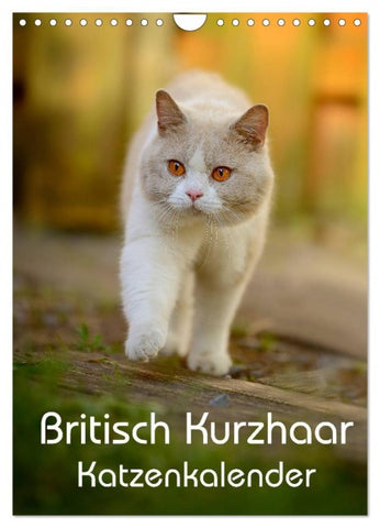 Britisch Kurzhaar Katzenkalender (Wandkalender 2026 DIN A4 hoch), CALVENDO Monatskalender