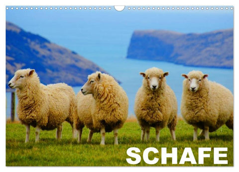 Schafe / Geburtstagskalender (Wandkalender 2026 DIN A3 quer), CALVENDO Monatskalender