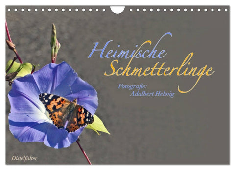 Heimische Schmetterlinge (Wandkalender 2026 DIN A4 quer), CALVENDO Monatskalender