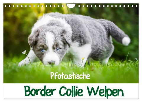 Pfotastische Border Collie Welpen (Wandkalender 2027 DIN A4 quer), CALVENDO Monatskalender
