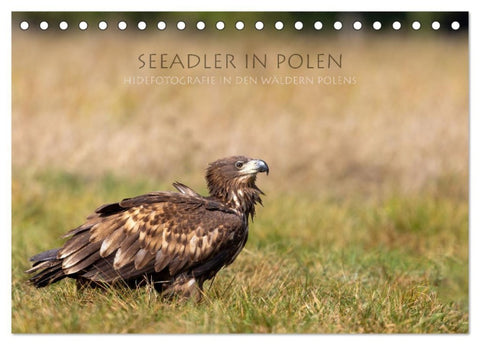 Seeadler in Polen (Tischkalender 2027 DIN A5 quer), CALVENDO Monatskalender
