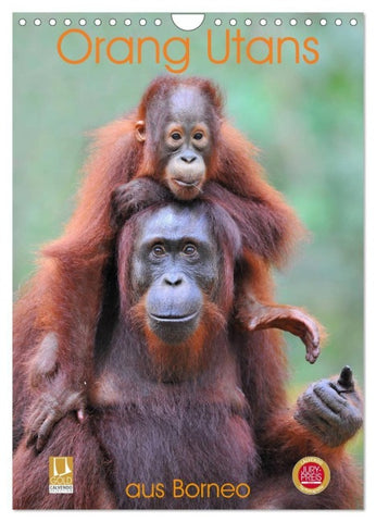 Orang Utans aus Borneo (Wandkalender 2027 DIN A4 hoch), CALVENDO Monatskalender