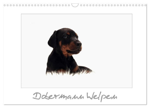 Dobermann Welpen (Wandkalender 2027 DIN A3 quer), CALVENDO Monatskalender