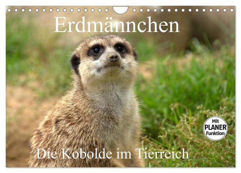 Erdmännchen - Die Kobolde im Tierreich (Wandkalender 2027 DIN A4 quer), CALVENDO Monatskalender