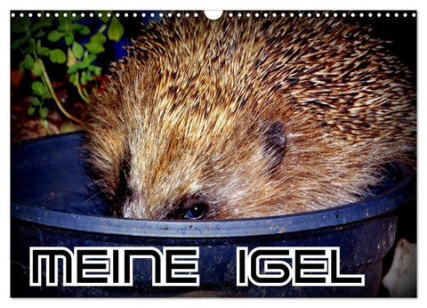 Meine Igel (Wandkalender 2026 DIN A3 quer), CALVENDO Monatskalender