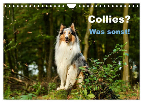 Collies? Was sonst! (Wandkalender 2026 DIN A4 quer), CALVENDO Monatskalender