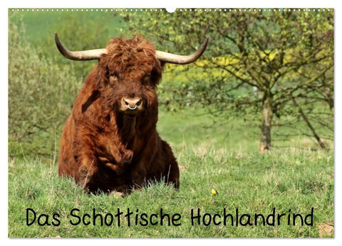 Das Schottische Hochlandrind (Wandkalender 2026 DIN A2 quer), CALVENDO Monatskalender