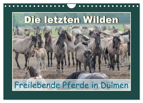 Die letzten Wilden - freilebende Pferde in Dülmen (Wandkalender 2027 DIN A4 quer), CALVENDO Monatskalender