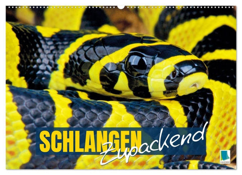 Schlangen: Zupackend (Wandkalender 2027 DIN A2 quer), CALVENDO Monatskalender