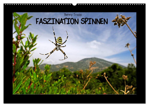 Faszination Spinnen (Wandkalender 2026 DIN A2 quer), CALVENDO Monatskalender