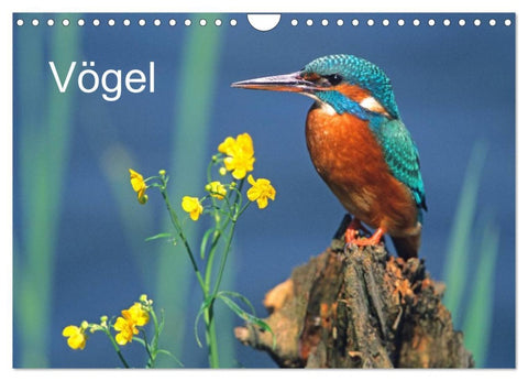 Vögel (Wandkalender 2026 DIN A4 quer), CALVENDO Monatskalender