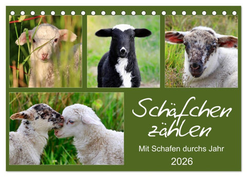 Schäfchen zählen - Mit Schafen durchs Jahr (Tischkalender 2026 DIN A5 quer), CALVENDO Monatskalender