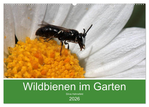 Wildbienen im Garten (Wandkalender 2026 DIN A2 quer), CALVENDO Monatskalender