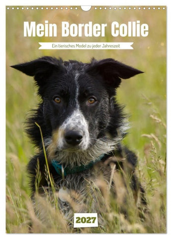 Mein Border Collie (Wandkalender 2027 DIN A3 hoch), CALVENDO Monatskalender