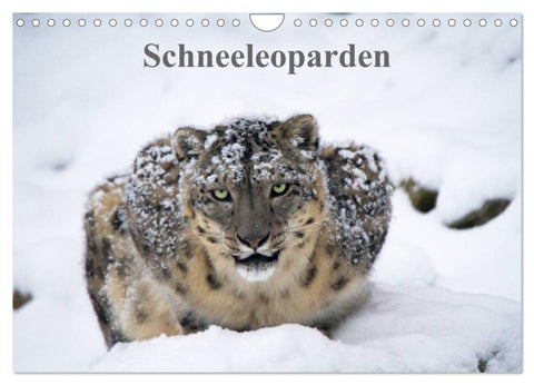Schneeleoparden (Wandkalender 2026 DIN A4 quer), CALVENDO Monatskalender
