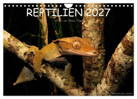 REPTILIEN (Wandkalender 2027 DIN A4 quer), CALVENDO Monatskalender