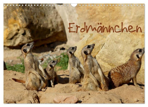 Erdmännchen (Wandkalender 2027 DIN A3 quer), CALVENDO Monatskalender