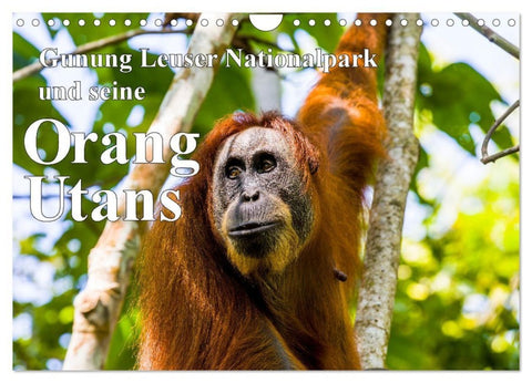 Gunung Leuser Nationalpark und seine Orang Utans (Wandkalender 2027 DIN A4 quer), CALVENDO Monatskalender
