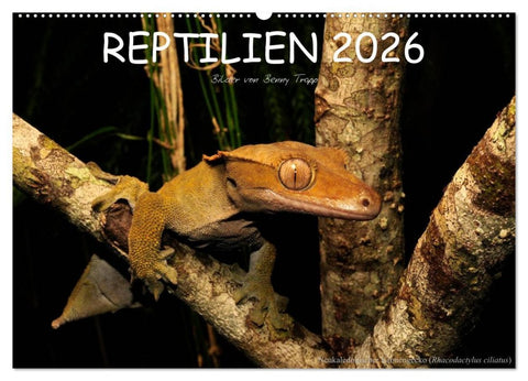 REPTILIEN (Wandkalender 2026 DIN A2 quer), CALVENDO Monatskalender
