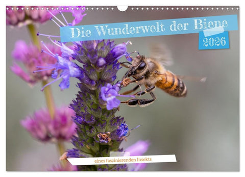 Die Wunderwelt der Biene (Wandkalender 2026 DIN A3 quer), CALVENDO Monatskalender