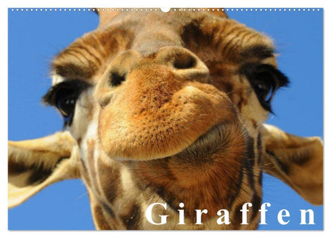 Giraffen / Geburtstagskalender (Wandkalender 2026 DIN A2 quer), CALVENDO Monatskalender
