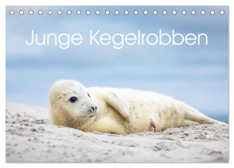 Junge Kegelrobben (Tischkalender 2027 DIN A5 quer), CALVENDO Monatskalender