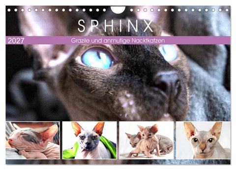 Sphinx. Grazile und anmutige Nacktkatzen (Wandkalender 2027 DIN A4 quer), CALVENDO Monatskalender