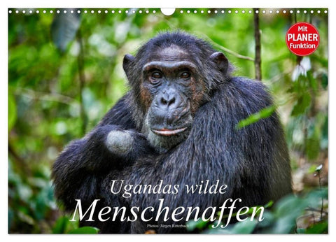 Ugandas wilde Menschenaffen (Wandkalender 2027 DIN A3 quer), CALVENDO Monatskalender