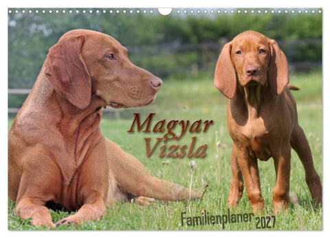 Familienplaner - Magyar Vizsla (Wandkalender 2027 DIN A3 quer), CALVENDO Monatskalender