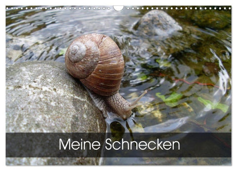 Meine Schnecken (Wandkalender 2027 DIN A3 quer), CALVENDO Monatskalender