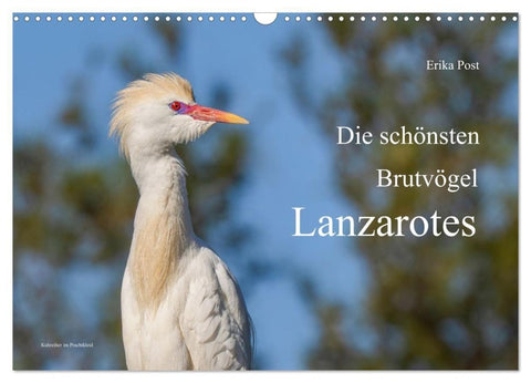 Die schönsten Brutvögel Lanzarotes (Wandkalender 2027 DIN A3 quer), CALVENDO Monatskalender